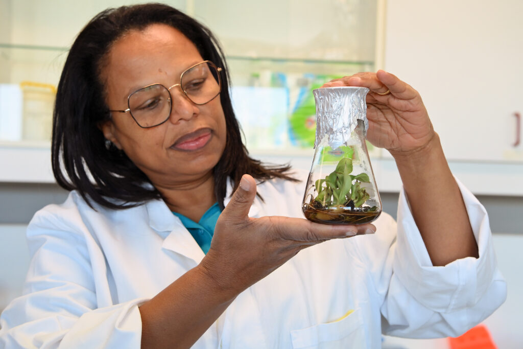 Banana Blueprint for Corporate Sovereignty